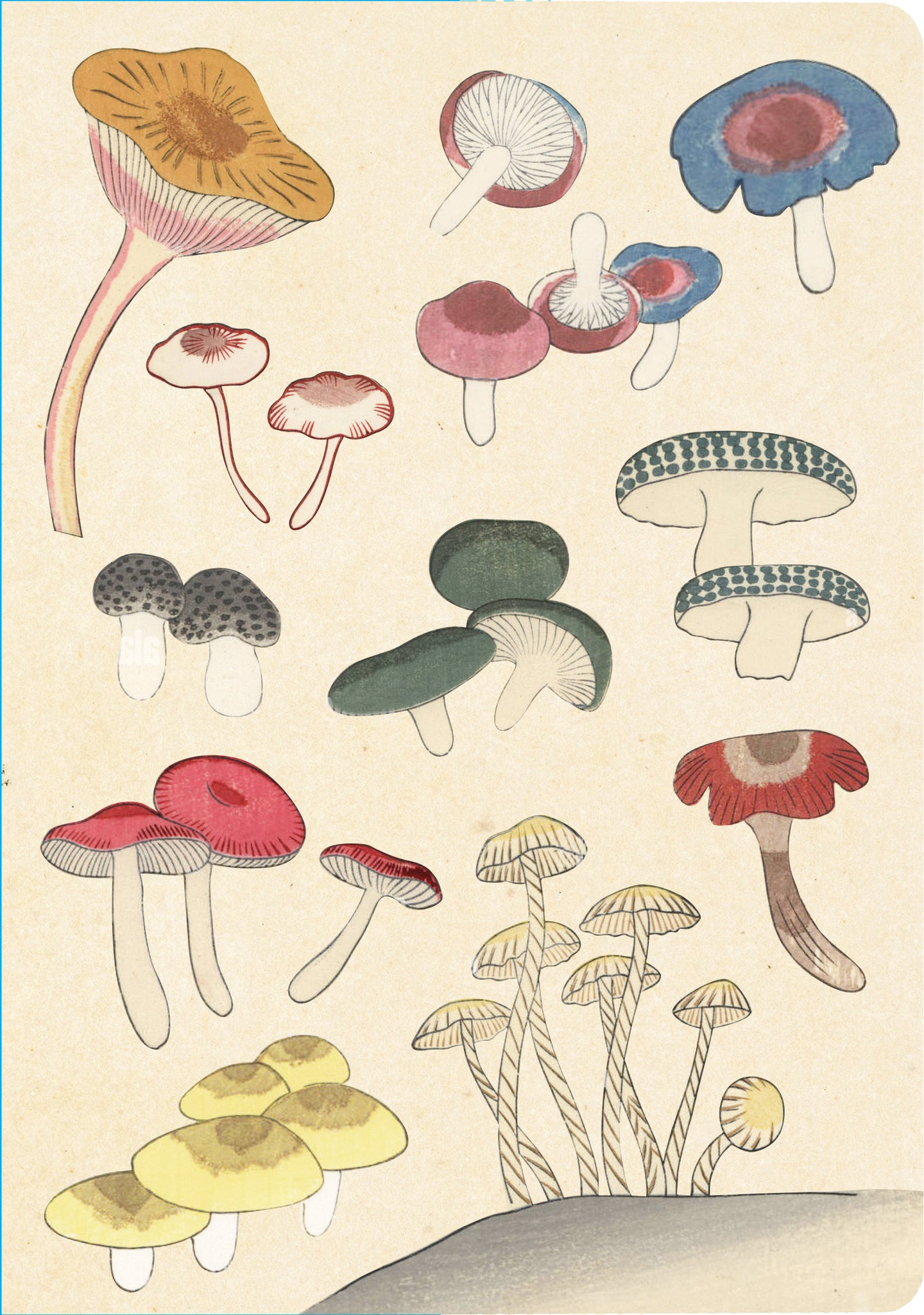 Cover image for Healing Mushrooms Lined Paperback Journal ISBN 9780804855662